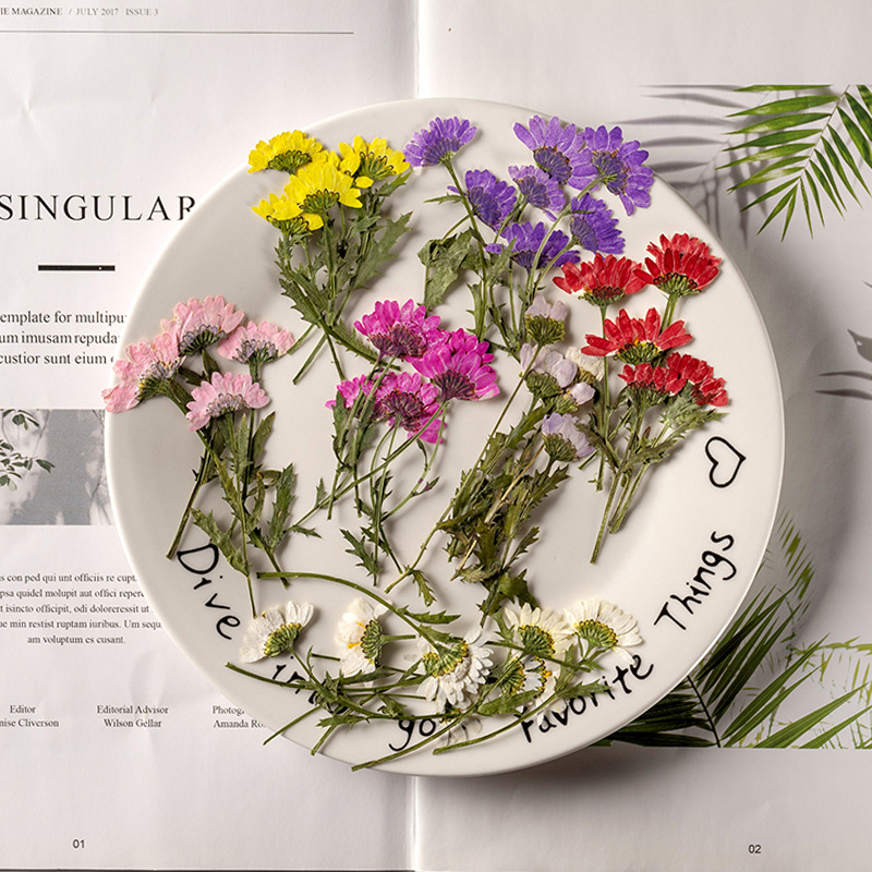 5-8cm/24 Stück, Seitlich Gepre – Dried Flower Bookmark Bewertung und Preis
