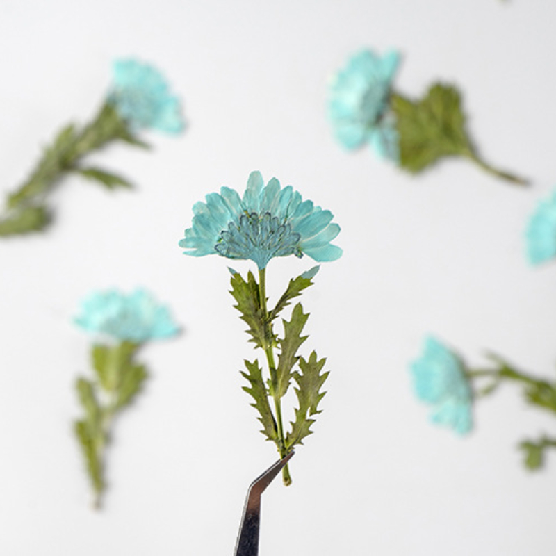 5-8cm/24 Stück, Seitlich Gepre – Dried Flower Bookmark Bewertung und Preis