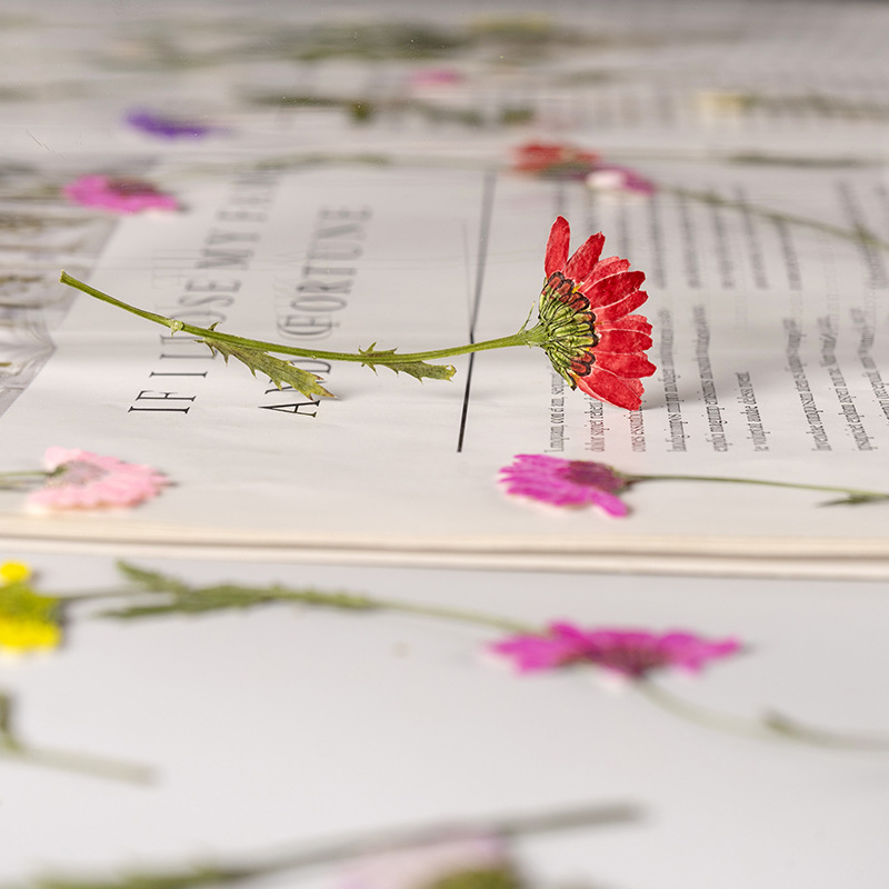 5-8cm/24 Stück, Seitlich Gepre – Dried Flower Bookmark Bewertung und Preis